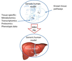 Human Liver Metabolic Network Model - Graphic